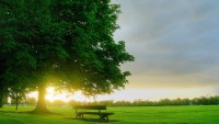/album/lammert-begeman/spring-tree-at-park-wallpaper-wide-hd-jpeg/